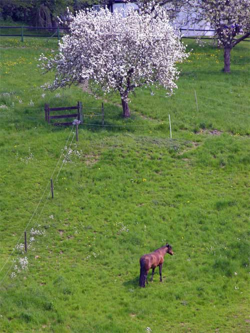 Frühlingsstimmung in Ergste bzw. Berchum