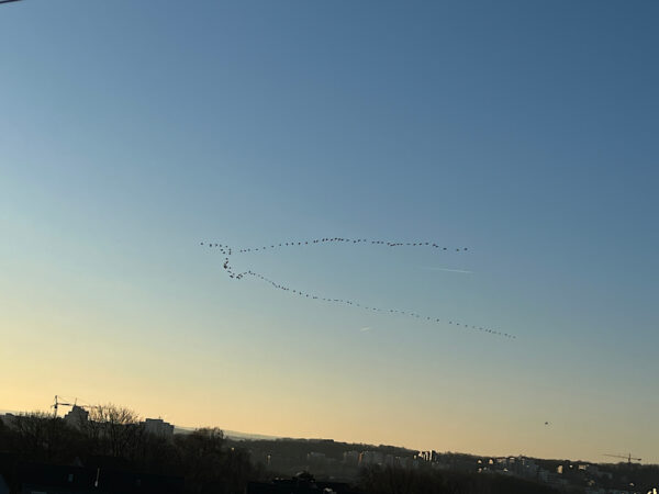 Kraniche am Himmel über Altenbochum am 2.3.2023