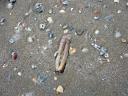 Strandidylle - der Sand zeugt vom regen Leben in der Nordsee